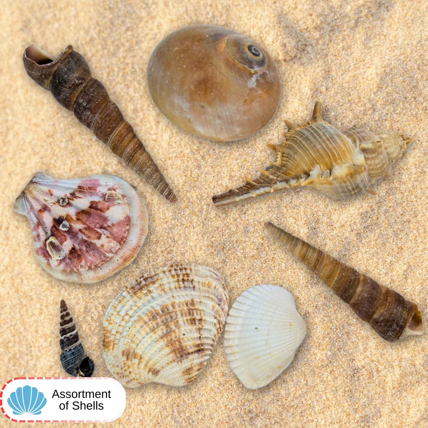 Assorted Natural Sea Shells – 500g Craft Bag with Drawstring