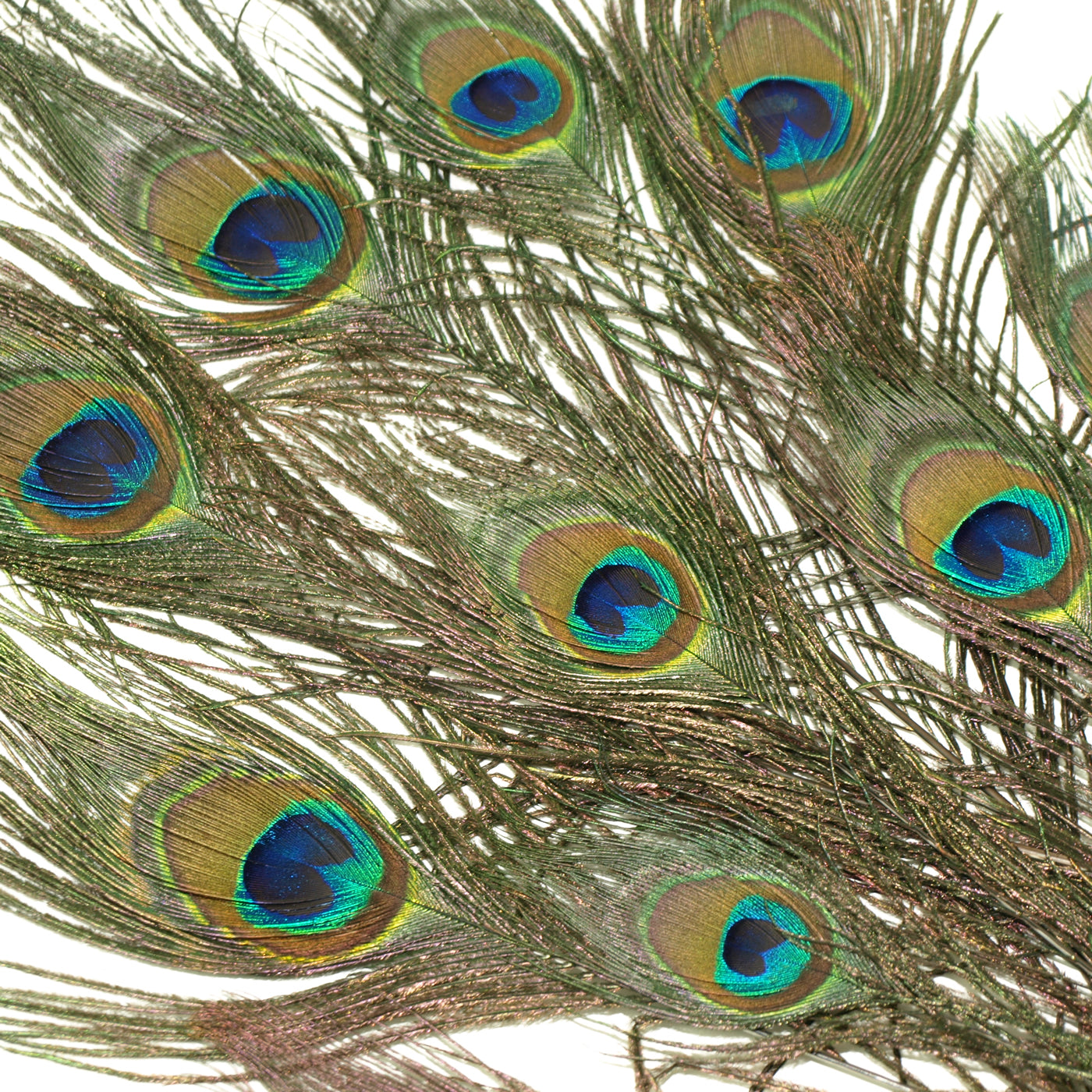 peacock feathers