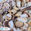 Assorted Natural Sea Shells – 500g Craft Bag with Drawstring