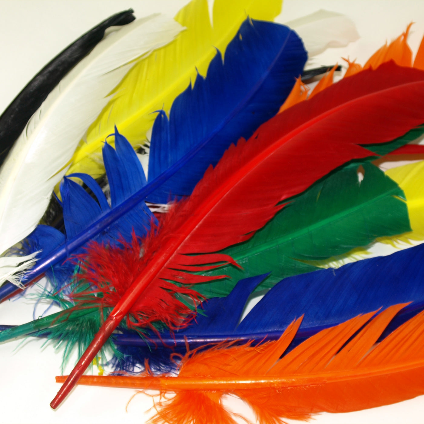 extra large quill feathers