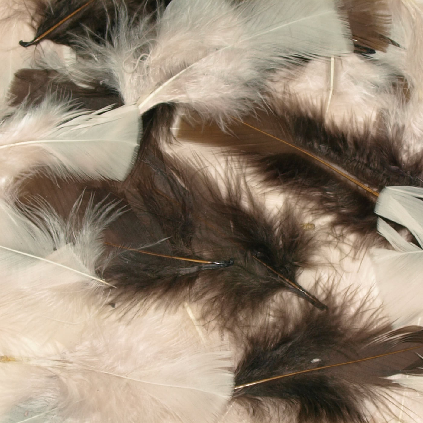 natural feathers