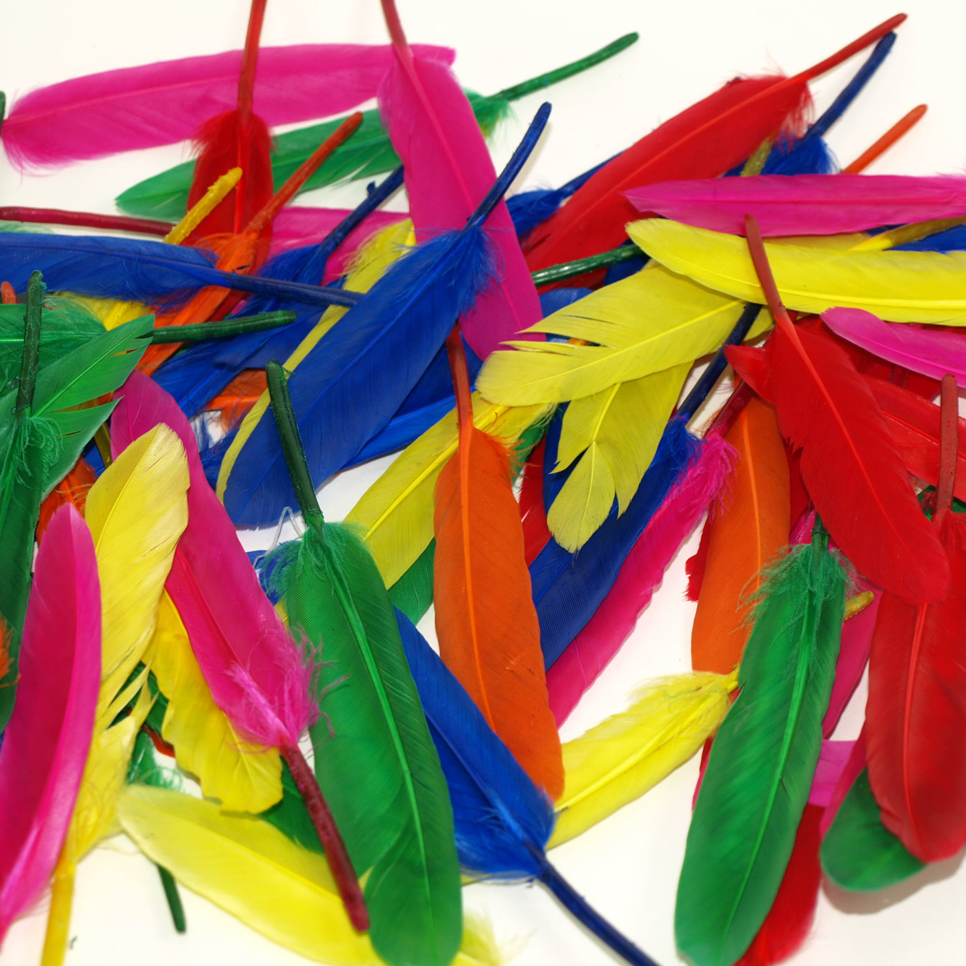quill feathers