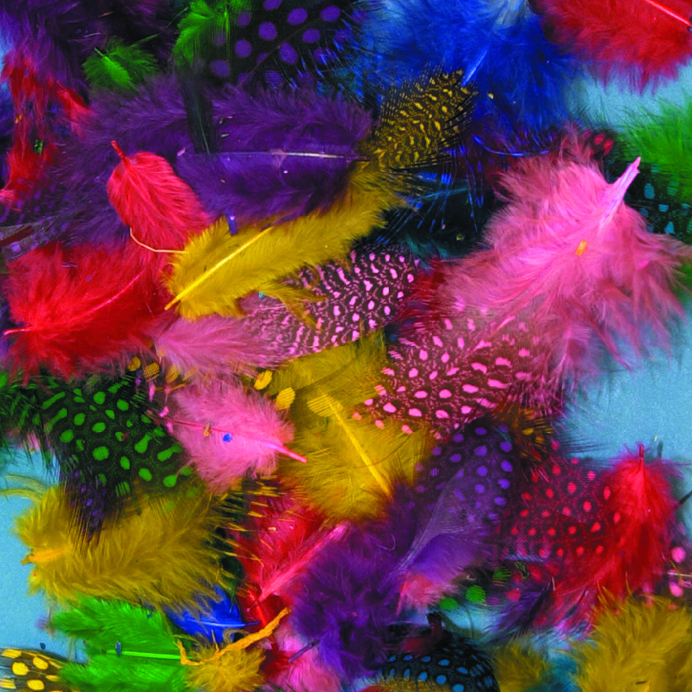 spotty feathers in bright colours